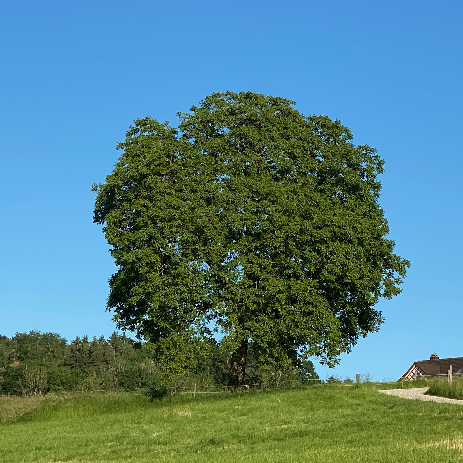 Baum2 1850x1850