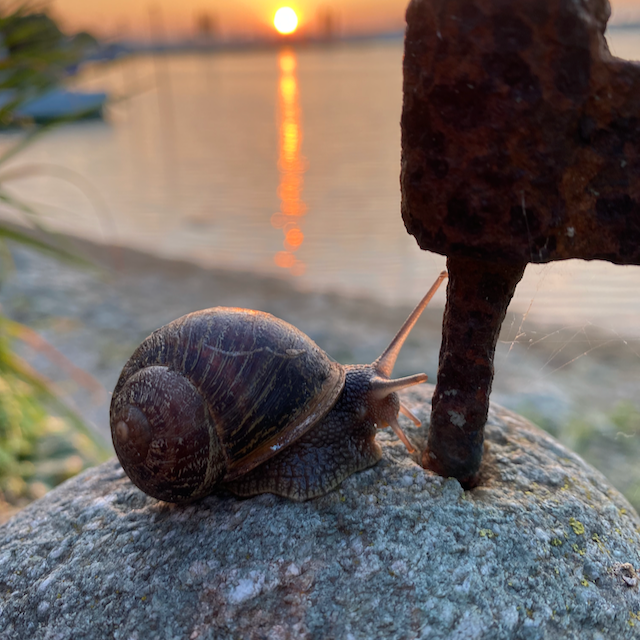Schnecke